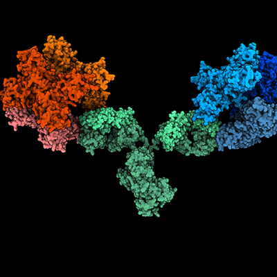 Image depicts the 1G5.3 antibody (green) bound to both Zika (red) and dengue (blue) NS1 proteins. It's based on structural data but idealised to showing binding to both viral proteins simultaneously. Credit: Daniel Watterson
